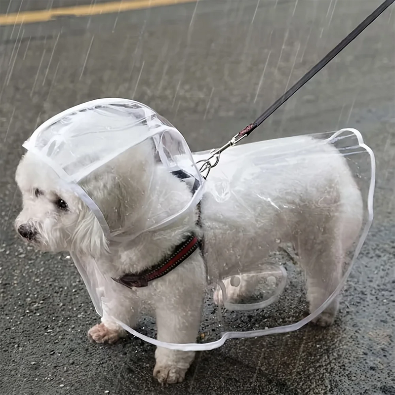 Chien en imperméable transparent sous la pluie
