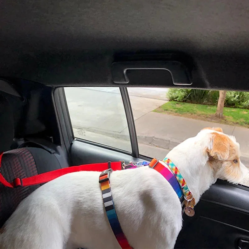 Chien attaché à l'arrière