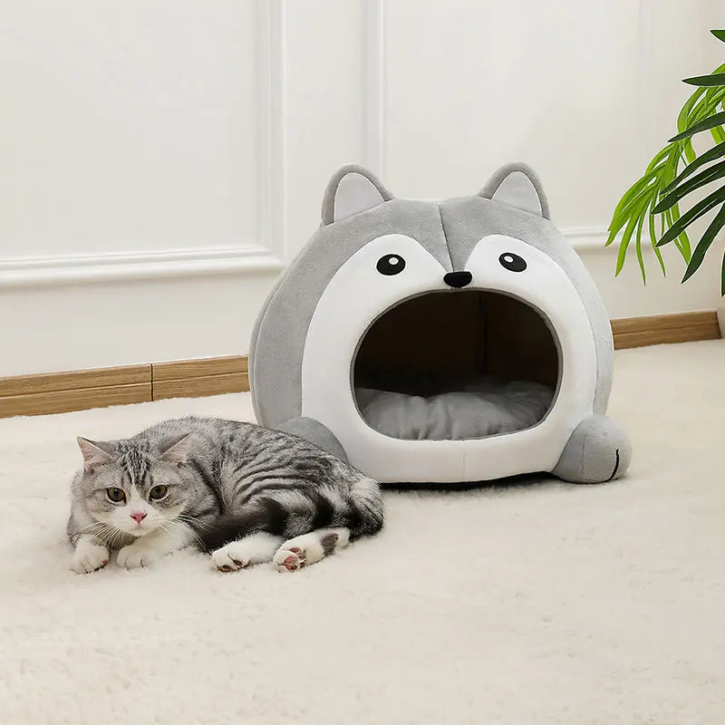 Chat dans la grotte husky