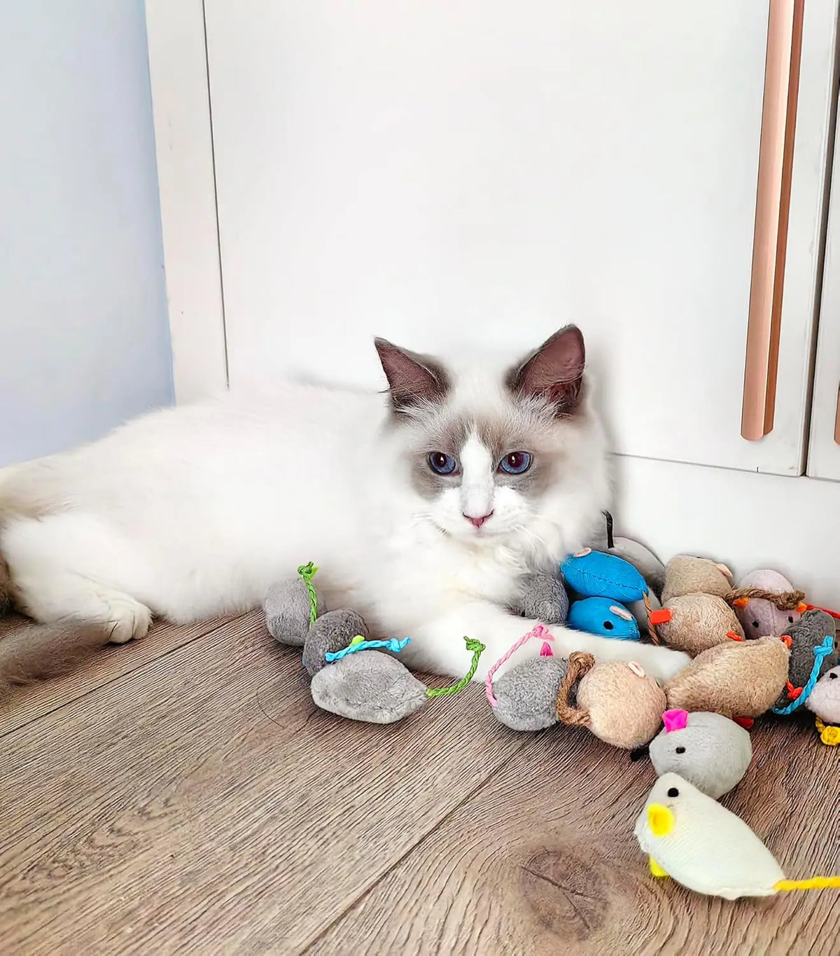 Souris Herbe à chat – vue 4