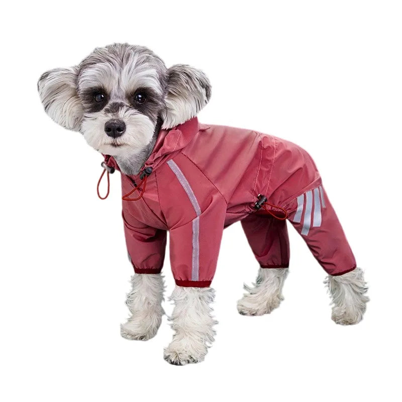 Chien en balade avec sa combinaison