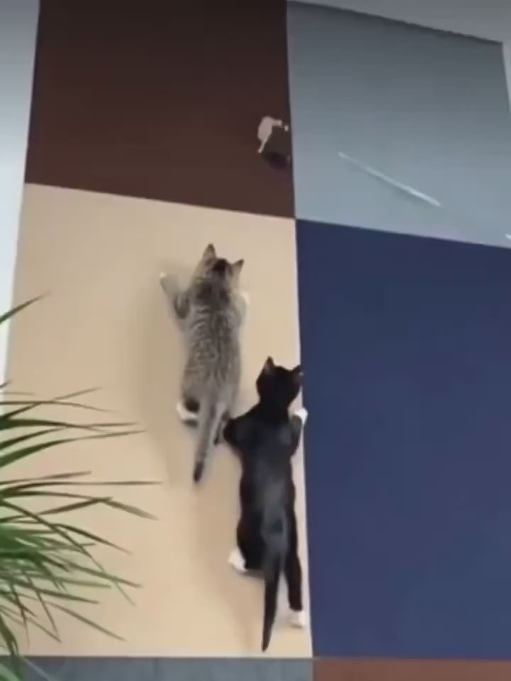 Vidéo du tapis griffoir adhésif