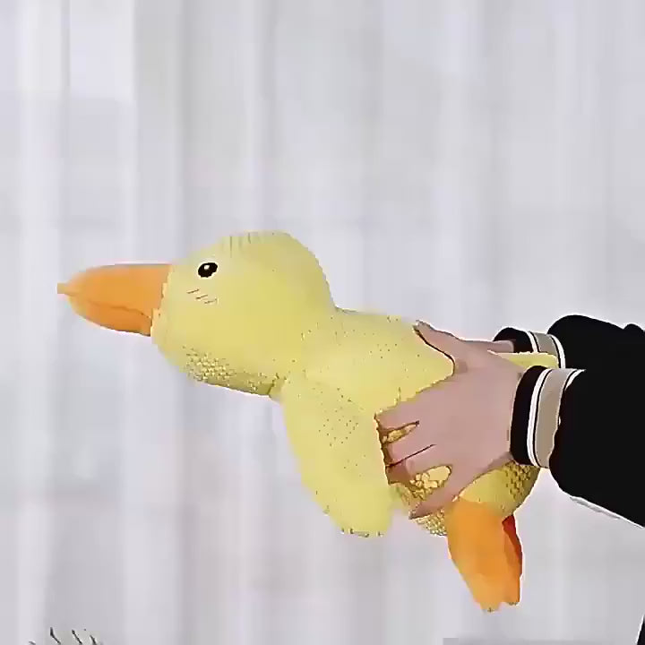 Vidéo du canard à mâchouiller